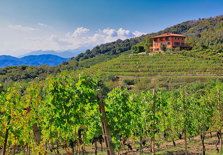 Degustazione vini alto piemonte e degustazione vini canavese erbaluce