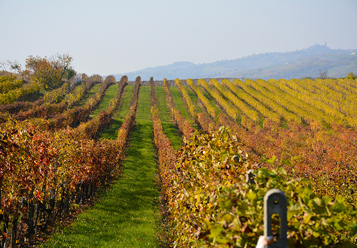 migliori cantine nel monferrato