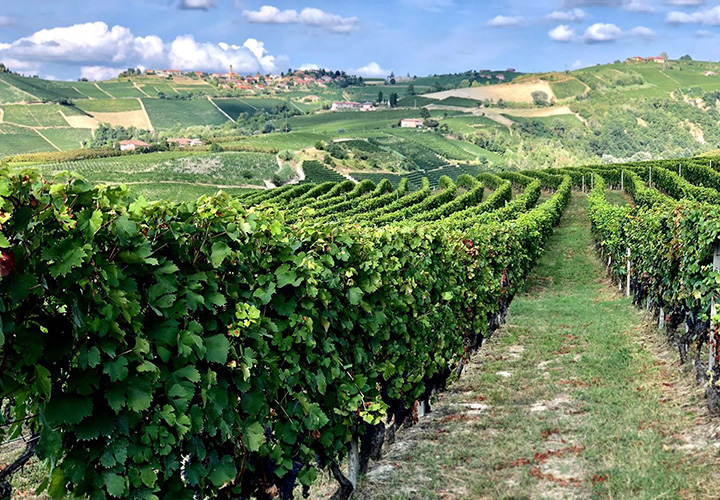 langhe wineries